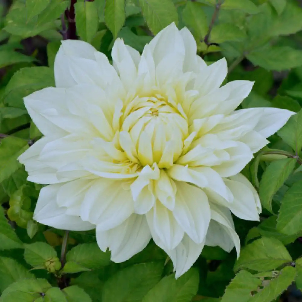 DAHLIA 'White Perfection'