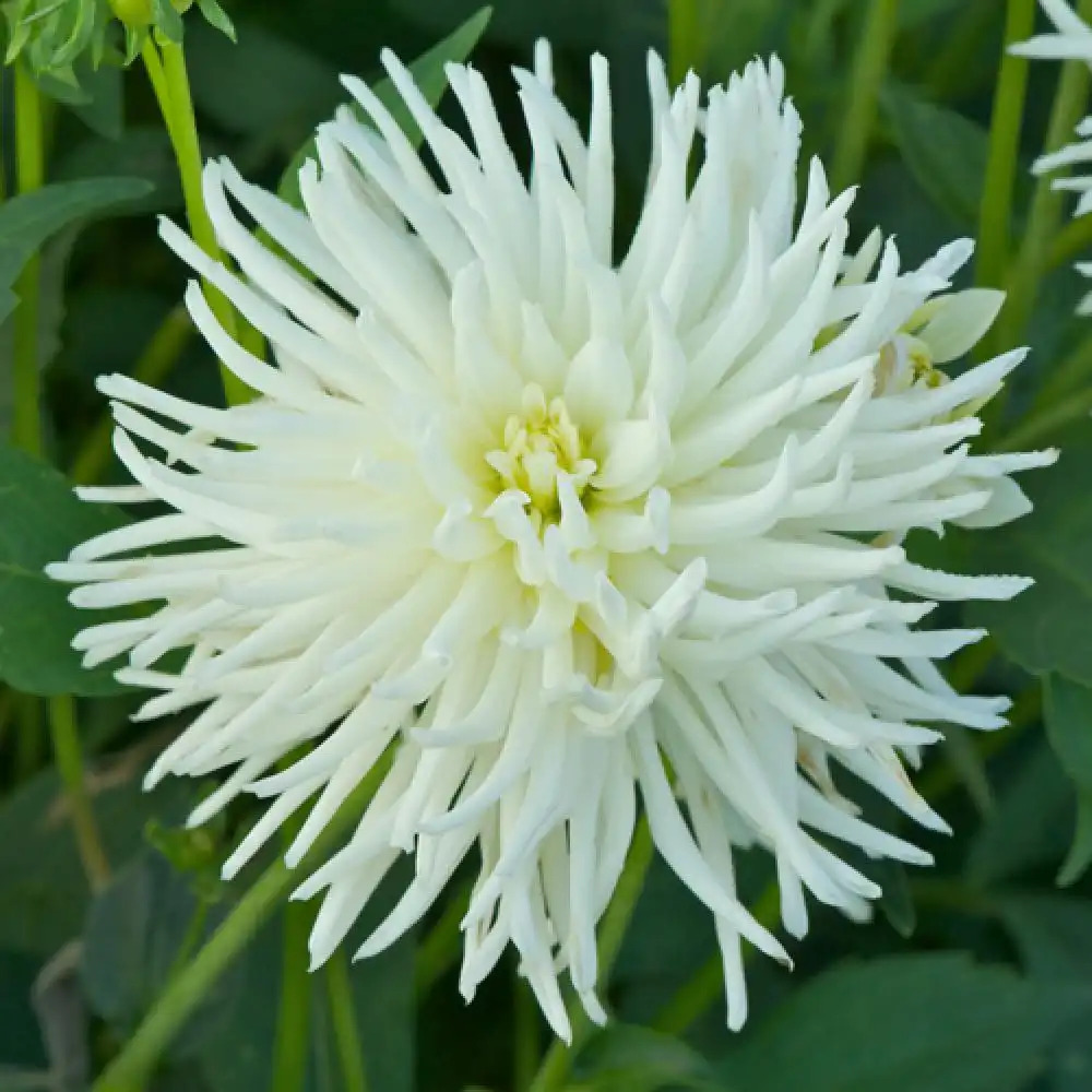 DAHLIA 'White Princess'