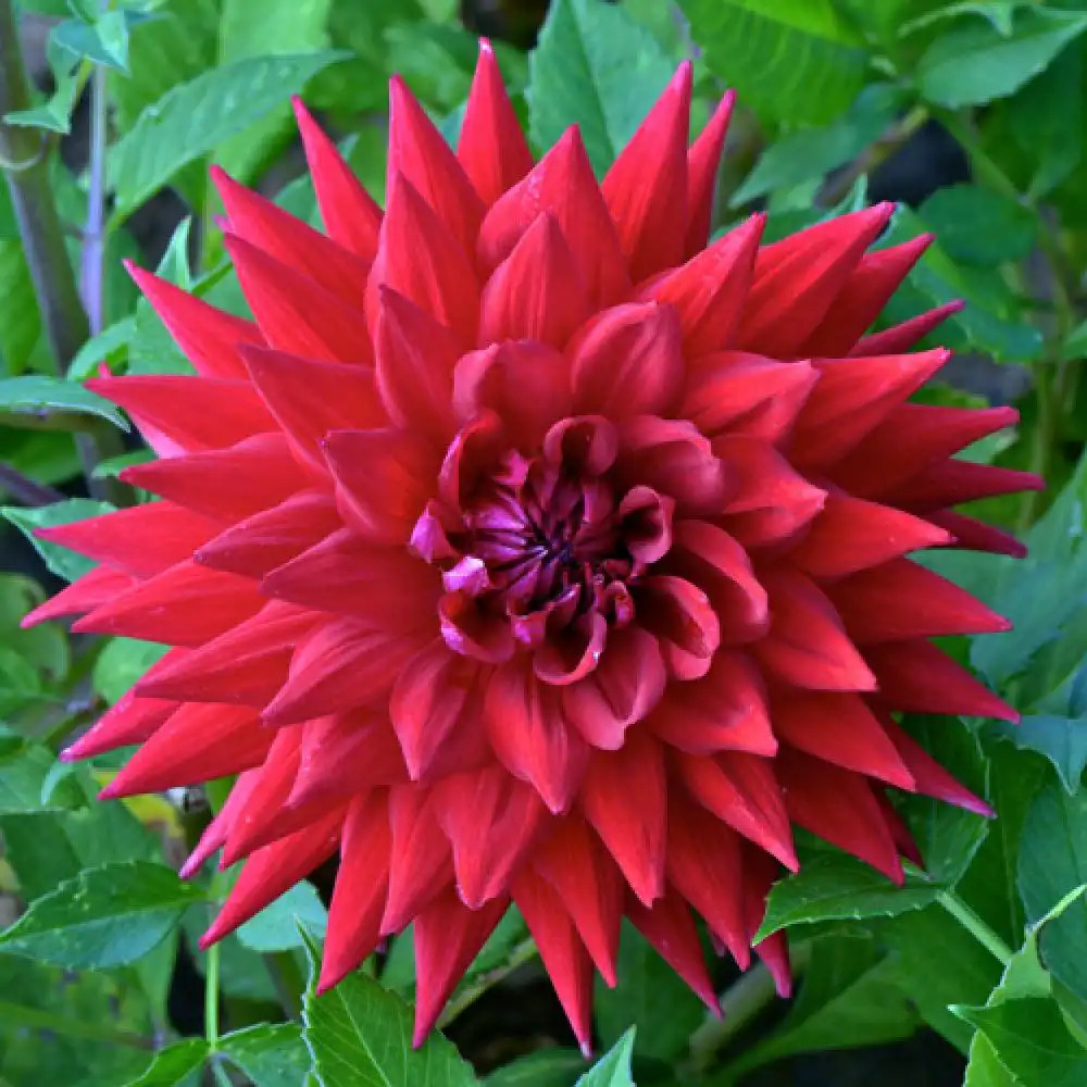 DAHLIA 'Witteman's Best'