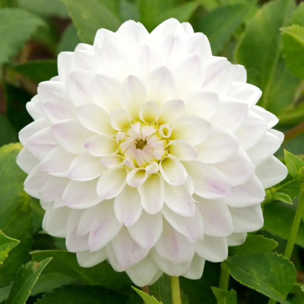 DAHLIA 'Wittem'