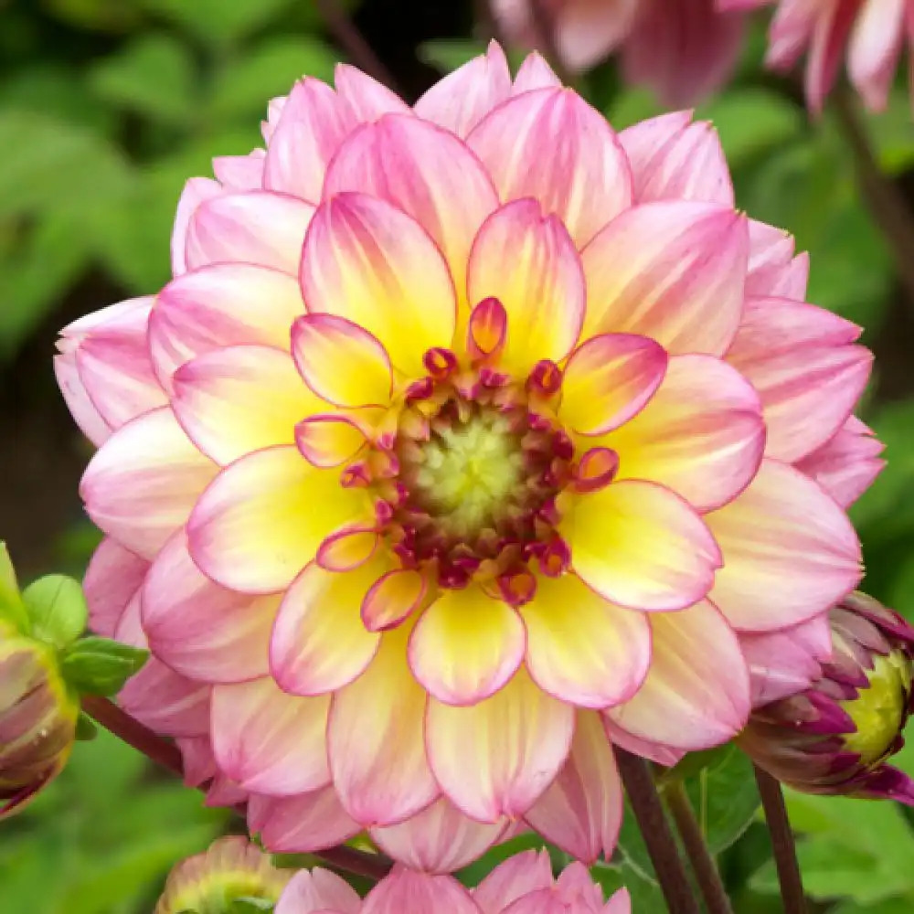 DAHLIA 'Zingaro'