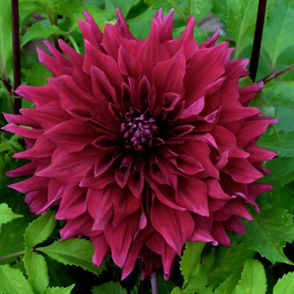 DAHLIA 'Zorro'