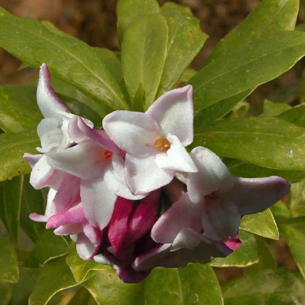 DAPHNE odora 'Aureomarginata'