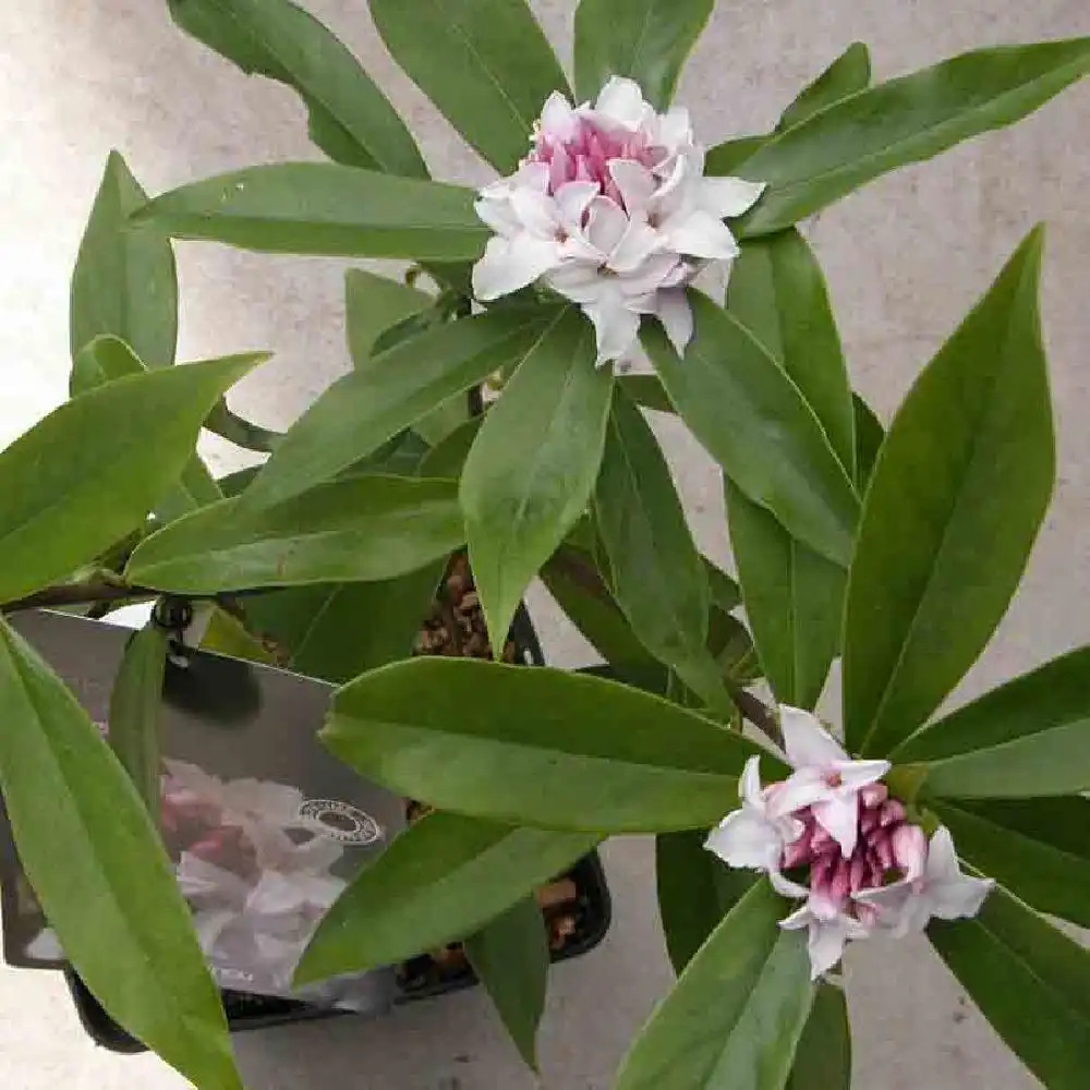 DAPHNE 'PERFUME PRINCESS'