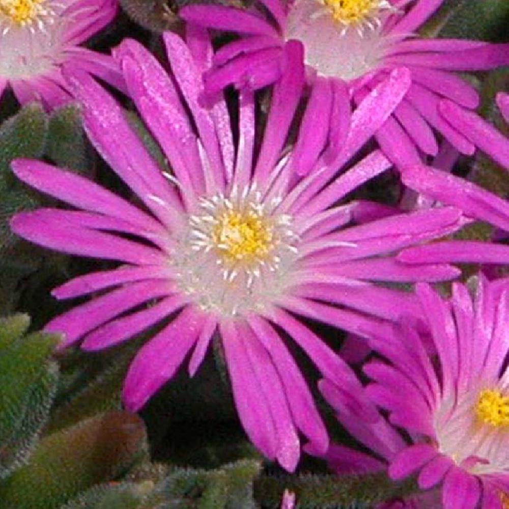 DELOSPERMA aberdeenense