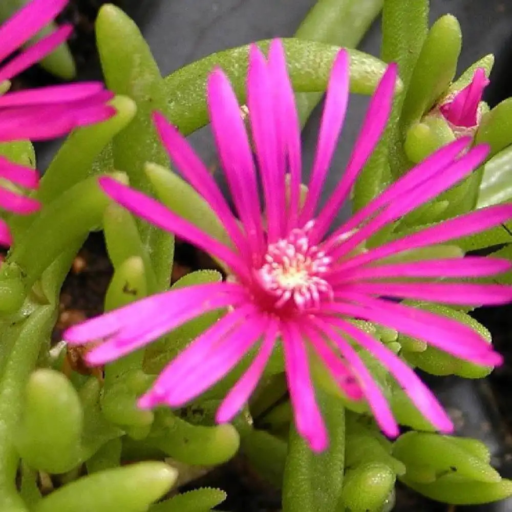 DELOSPERMA cooperi