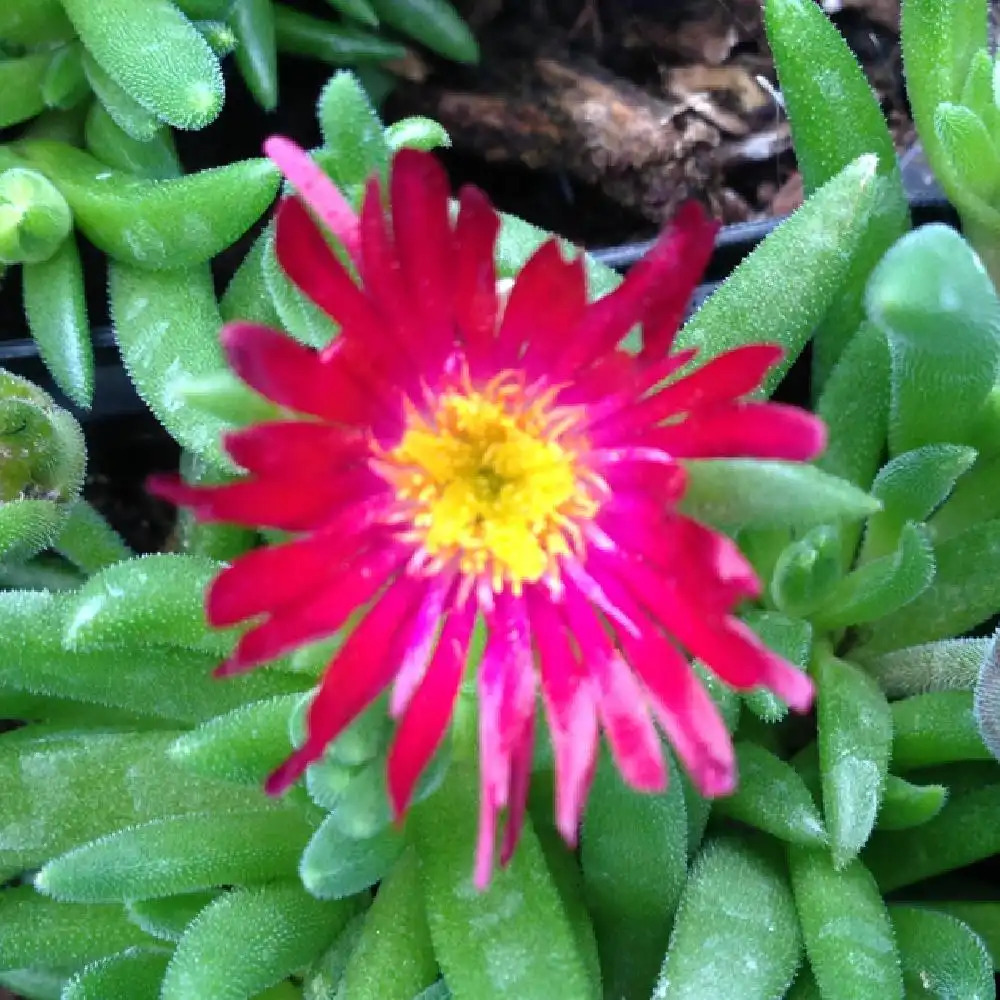 DELOSPERMA 'Jewel of Desert Garnet' ®