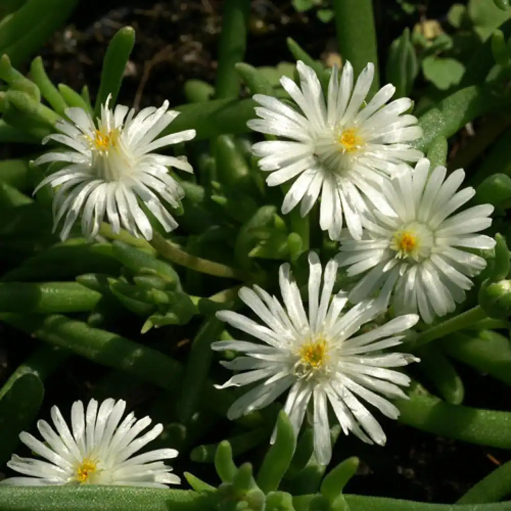 DELOSPERMA 'Jewel of Desert Moon Stone'®