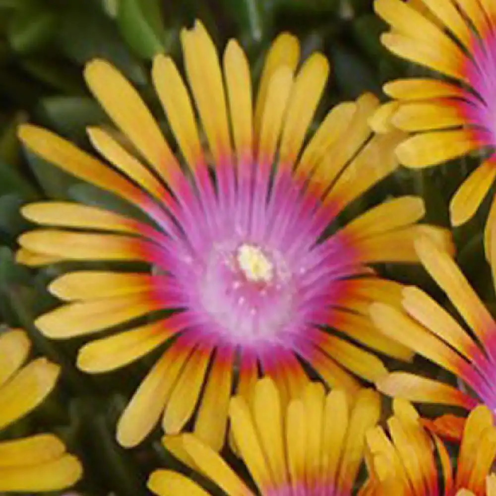 DELOSPERMA 'Jewel of Desert Sundella Orange'®