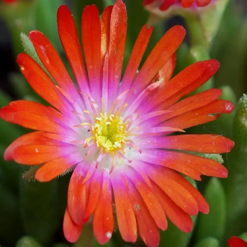 DELOSPERMA 'Jewel of Desert Sunstone'®