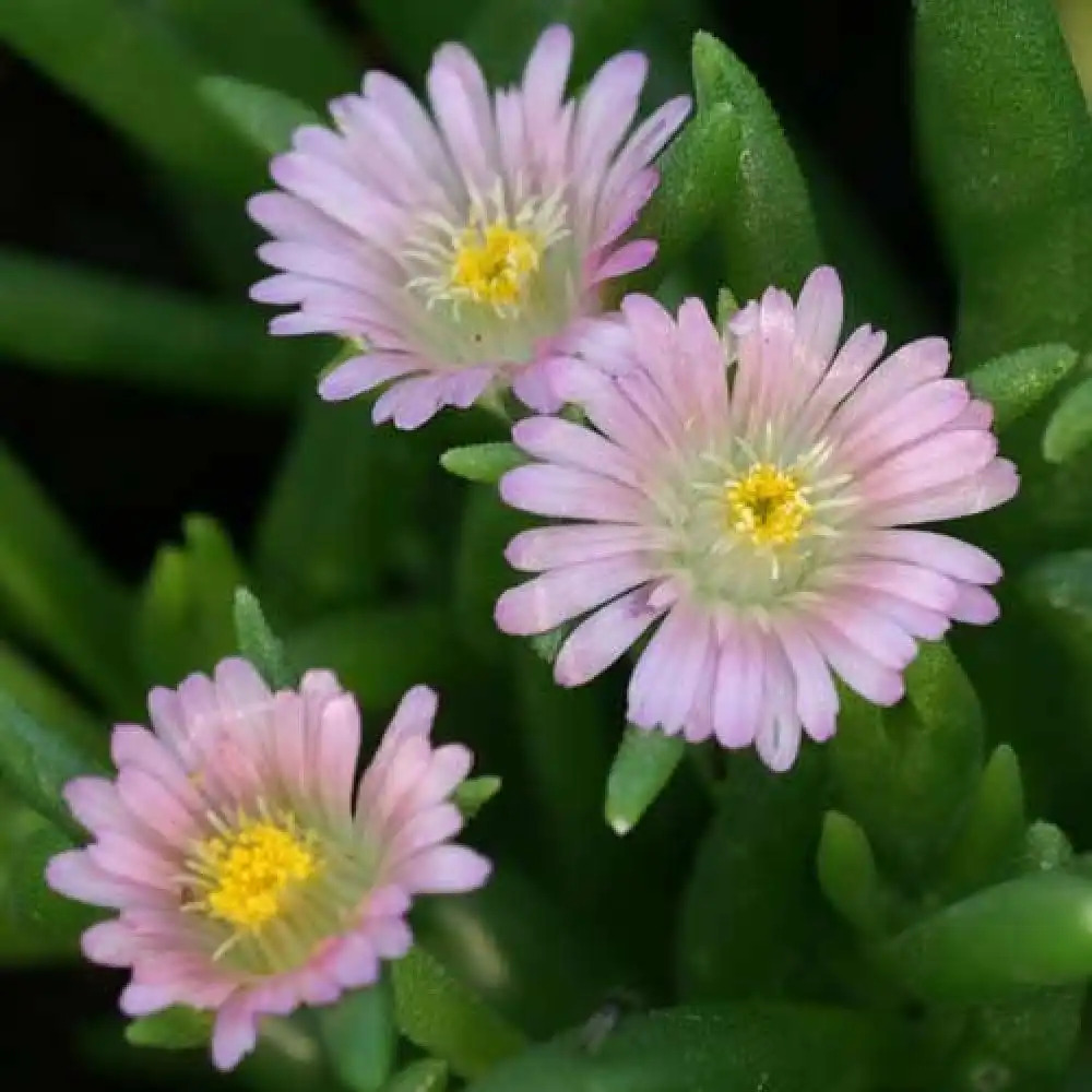 DELOSPERMA 'Jewel of Desert Rosequartz'®