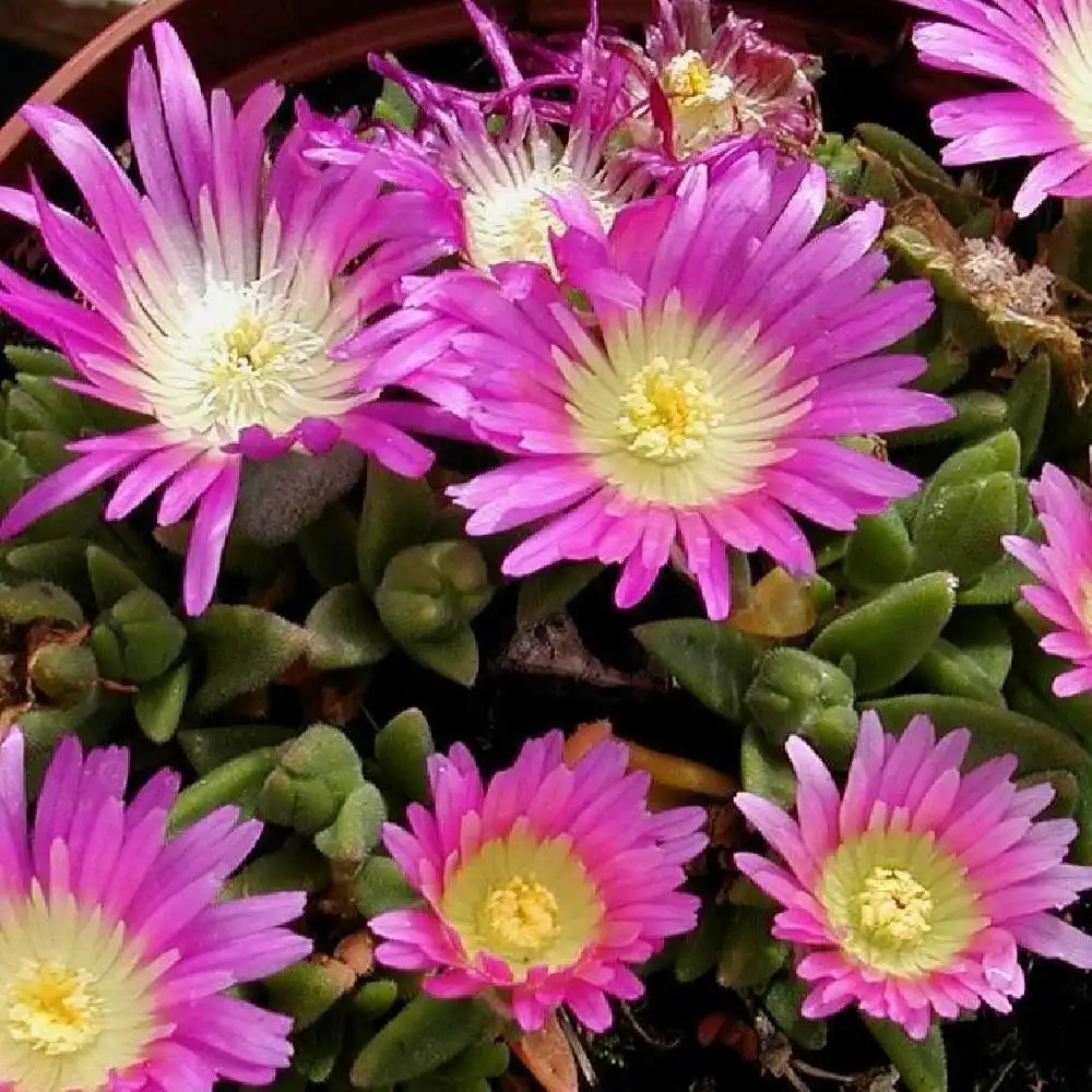 DELOSPERMA sutherlandii