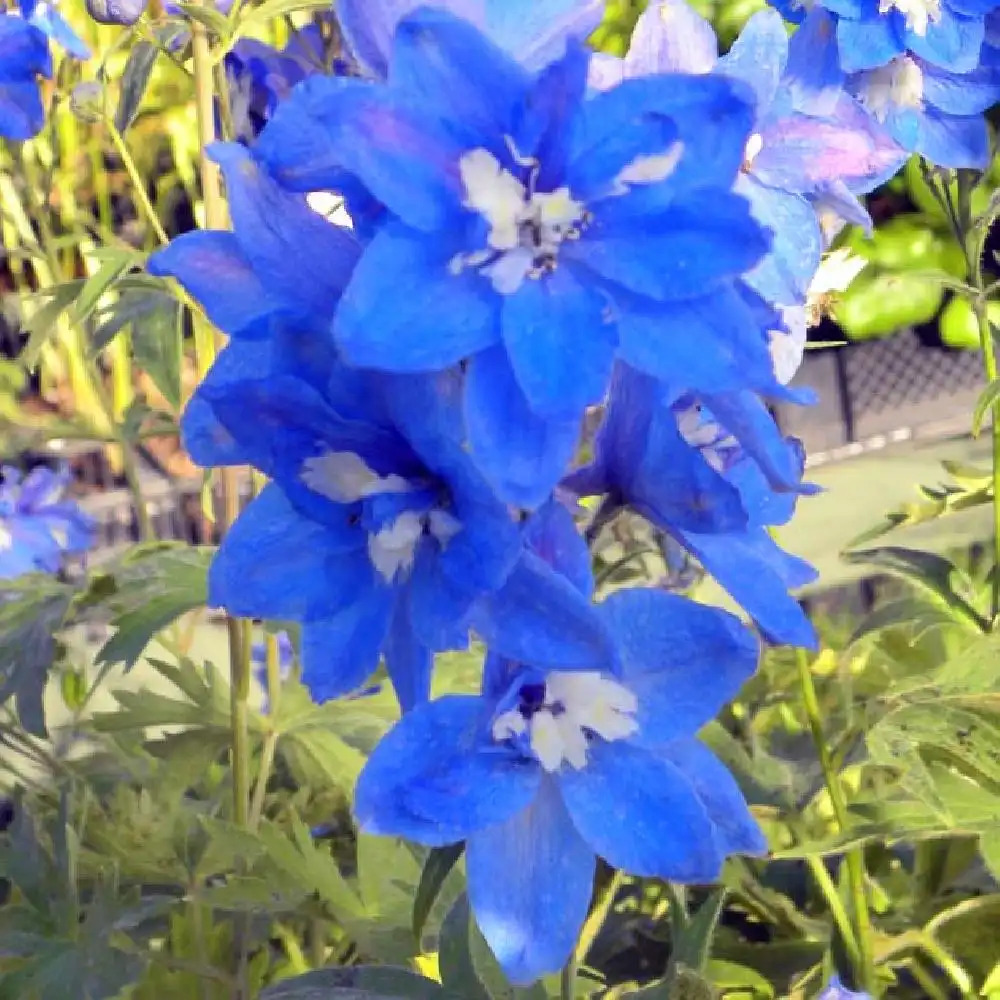 DELPHINIUM Pacific 'Blue Bird'