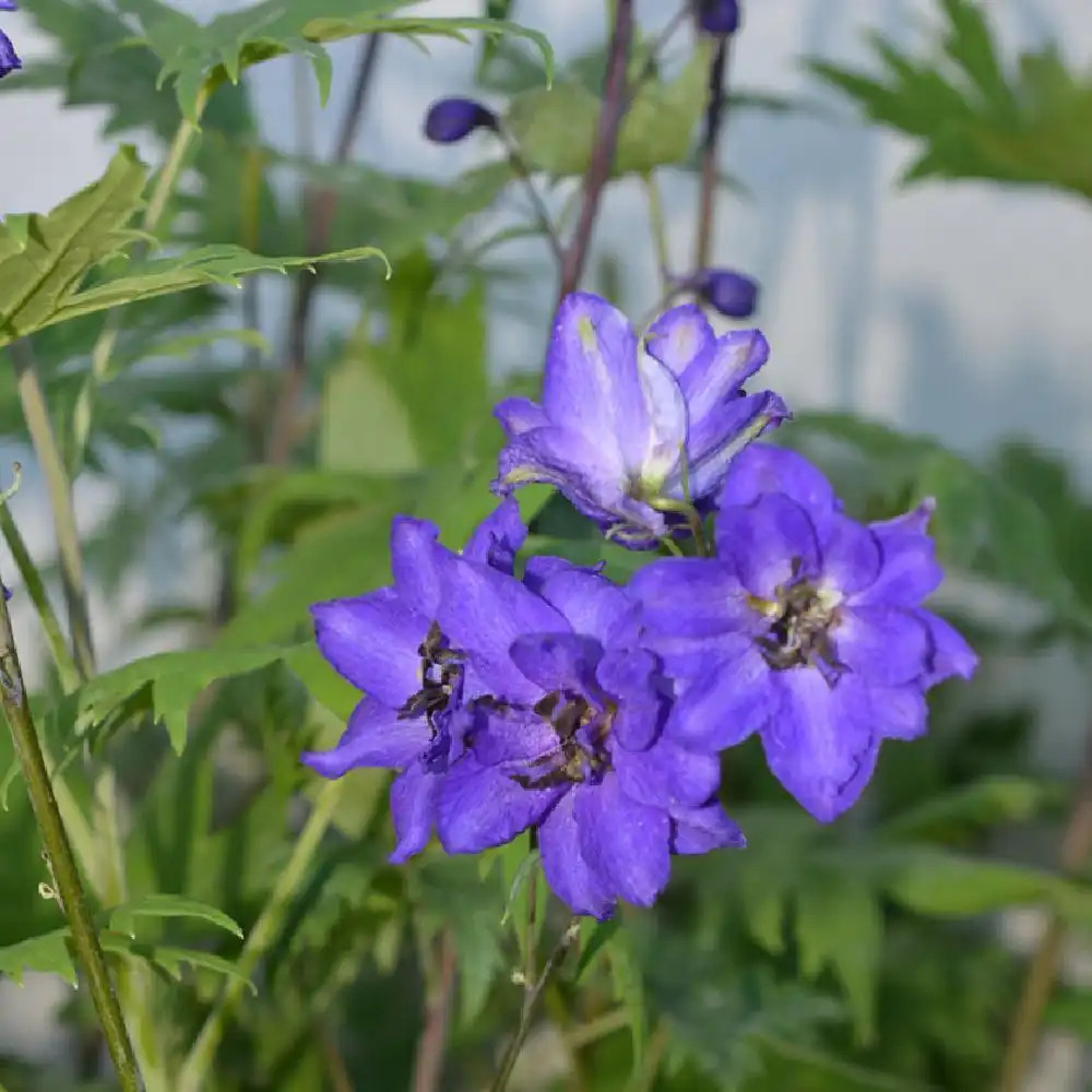 DELPHINIUM Pacific 'Black Knight'