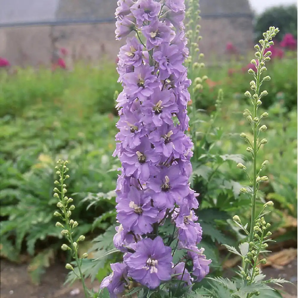 DELPHINIUM Pacific 'Camelliard'