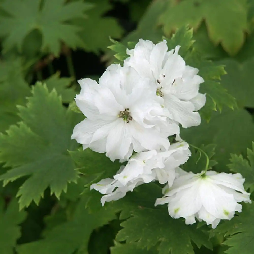 DELPHINIUM elatum 'Double Innocence'