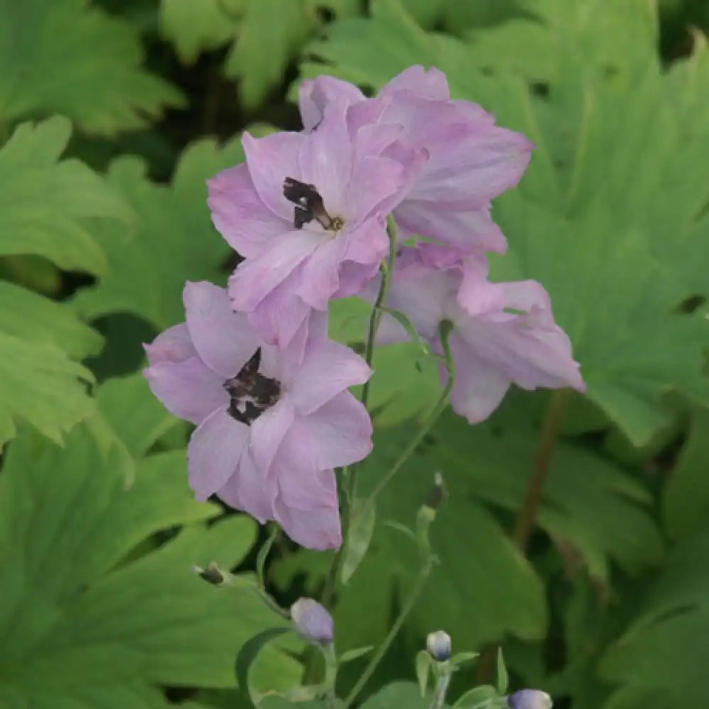 DELPHINIUM elatum 'Dusky Maidens'