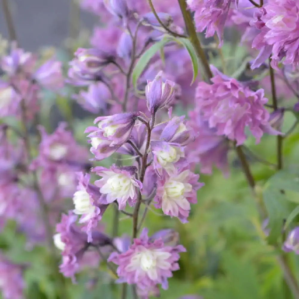 DELPHINIUM 'Flamenco'