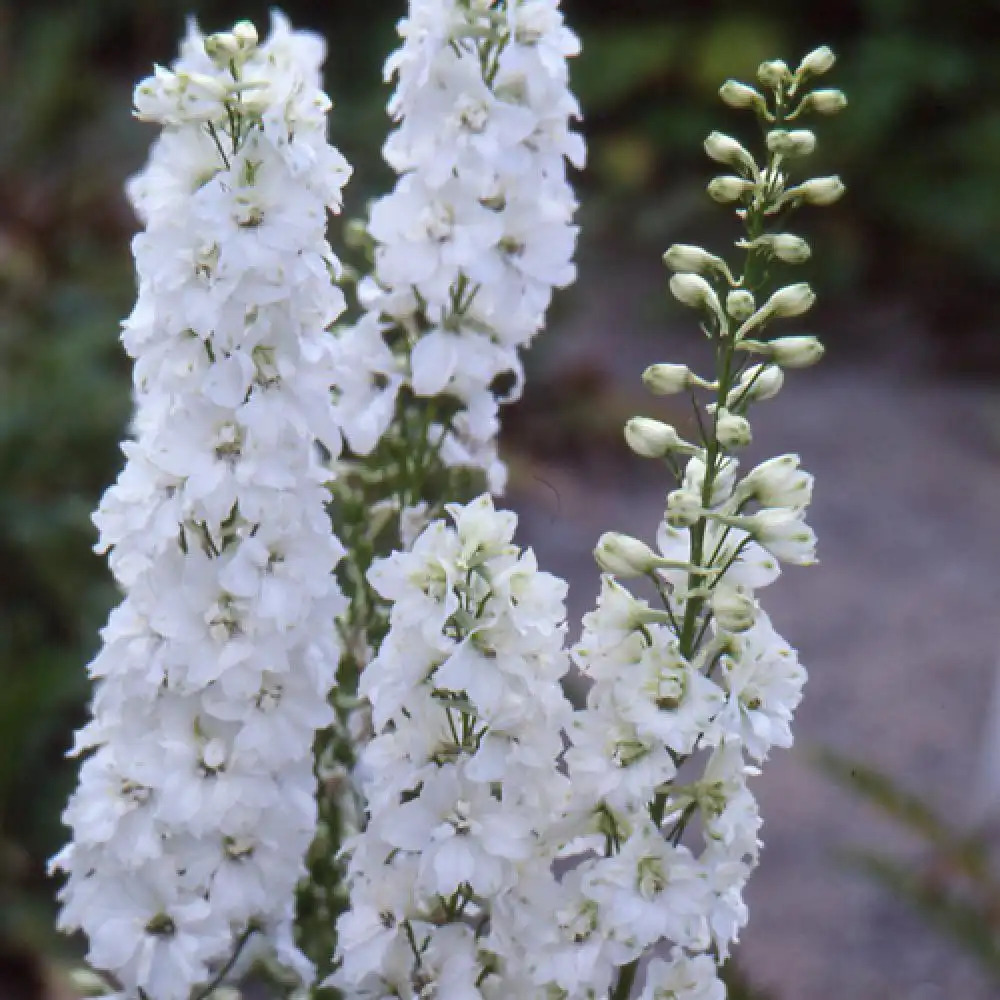 DELPHINIUM Pacific 'Galahad'