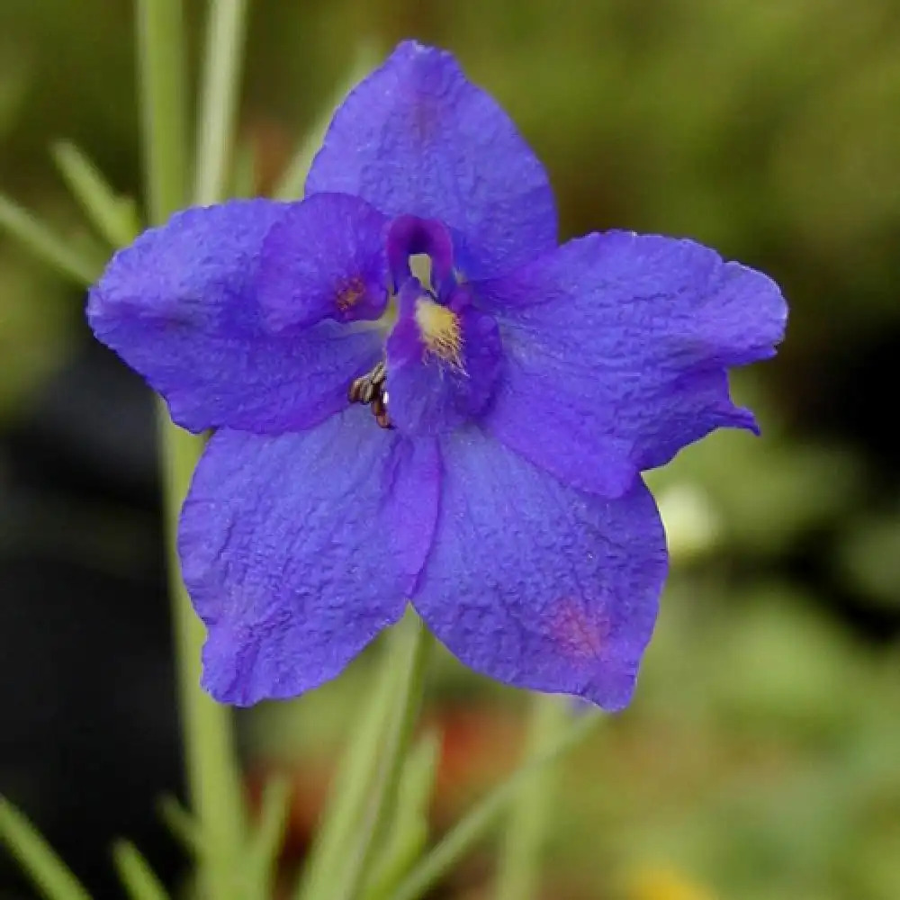 DELPHINIUM grandiflorum (sinense)