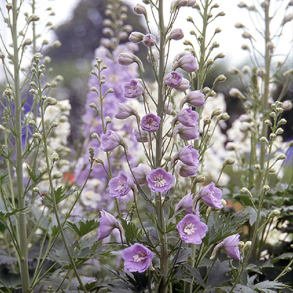 DELPHINIUM Pacific 'Guinevere'