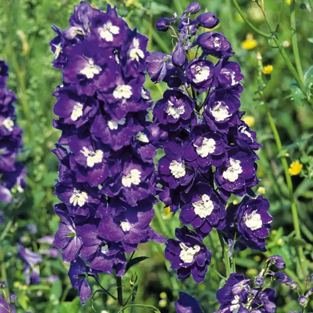 DELPHINIUM Pacific 'King Arthur'