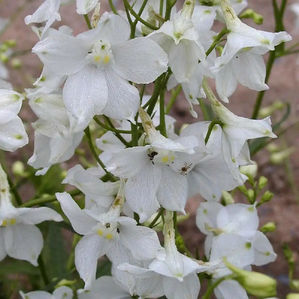 DELPHINIUM belladonna 'Moerheimii'