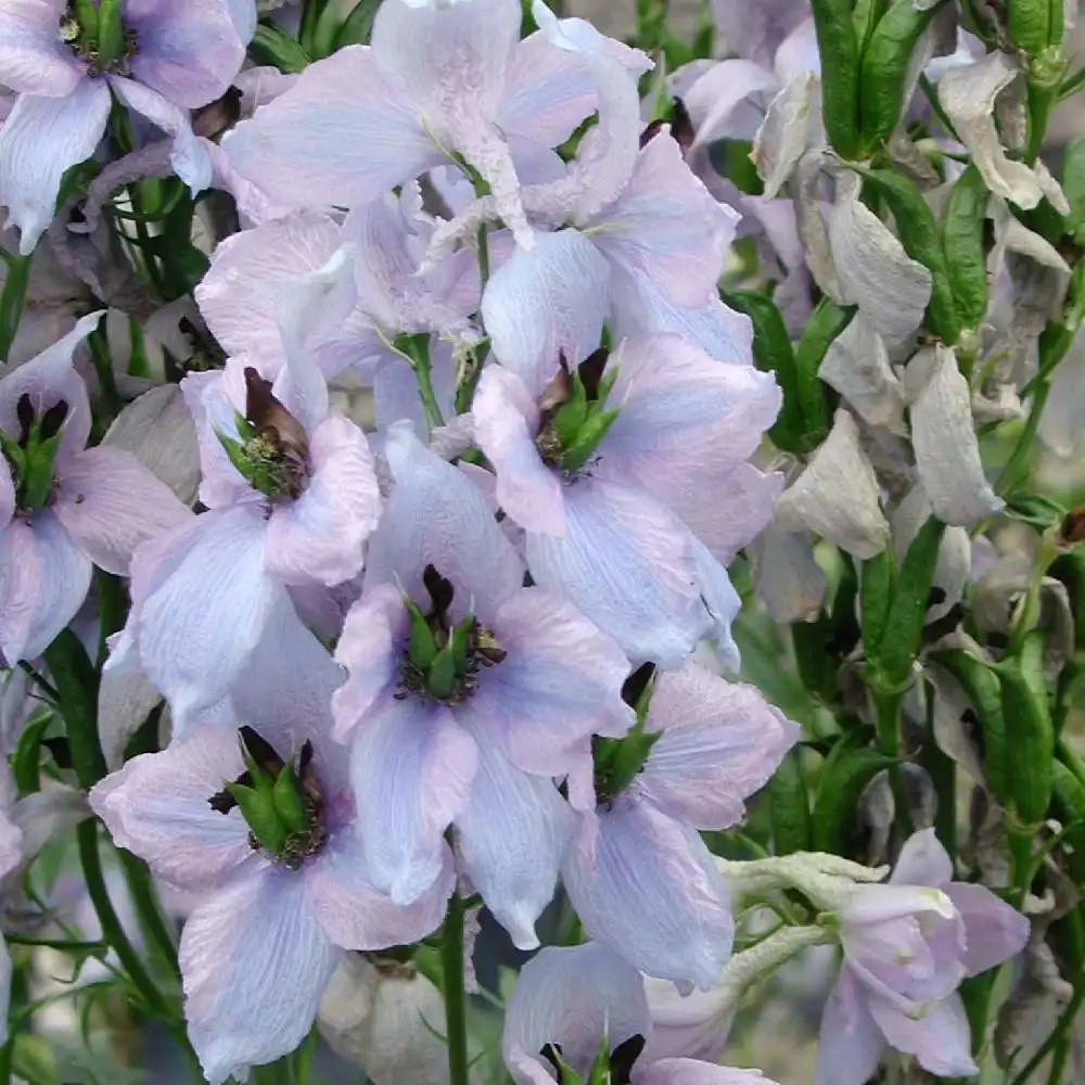 DELPHINIUM elatum 'Morgentau'