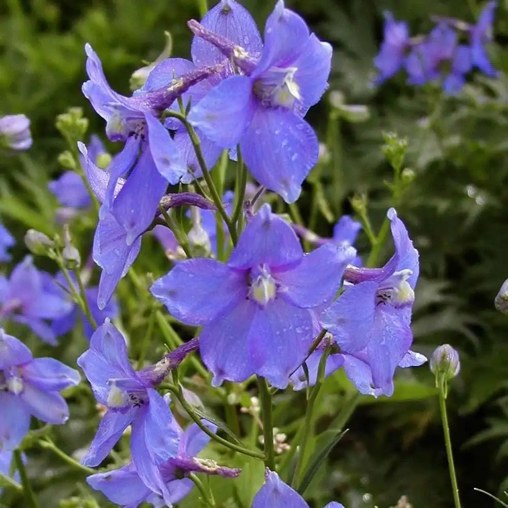 DELPHINIUM belladonna 'Piccolo'