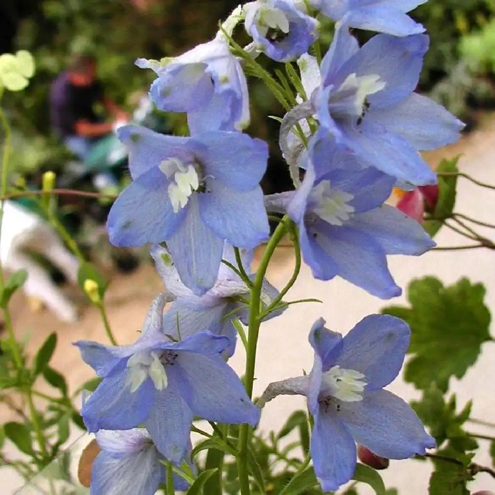 DELPHINIUM Pacific 'Summer Skies'