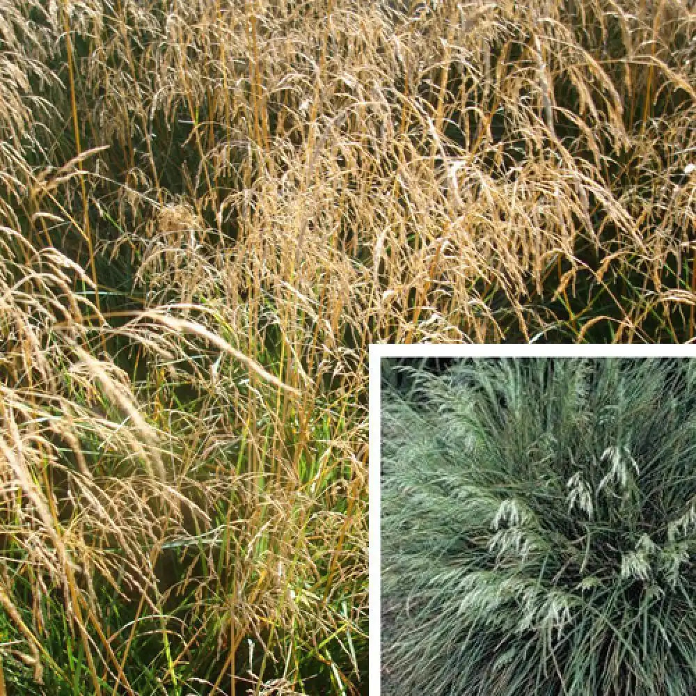 DESCHAMPSIA cespitosa 'Goldtau'