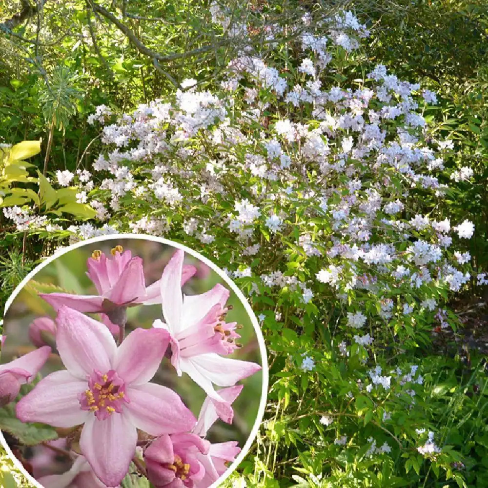 DEUTZIA x hybrida 'Mont Rose'