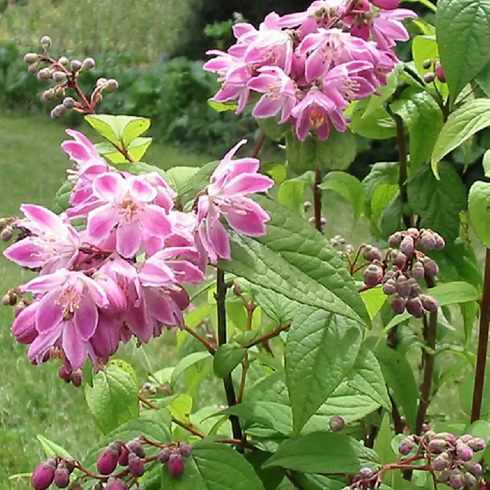 DEUTZIA x hybrida 'Strawberry Fields'