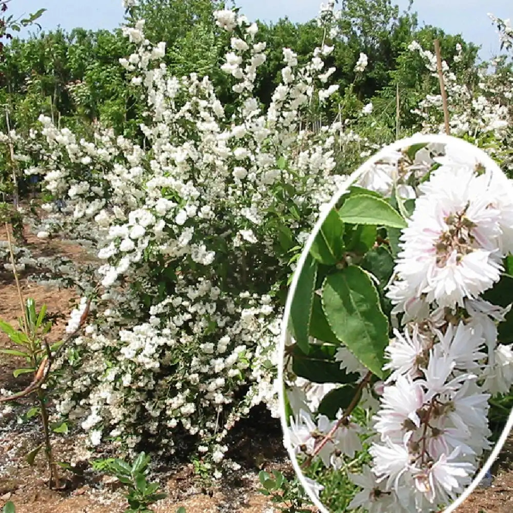 DEUTZIA x magnifica 'Nancy' (=magnifica)