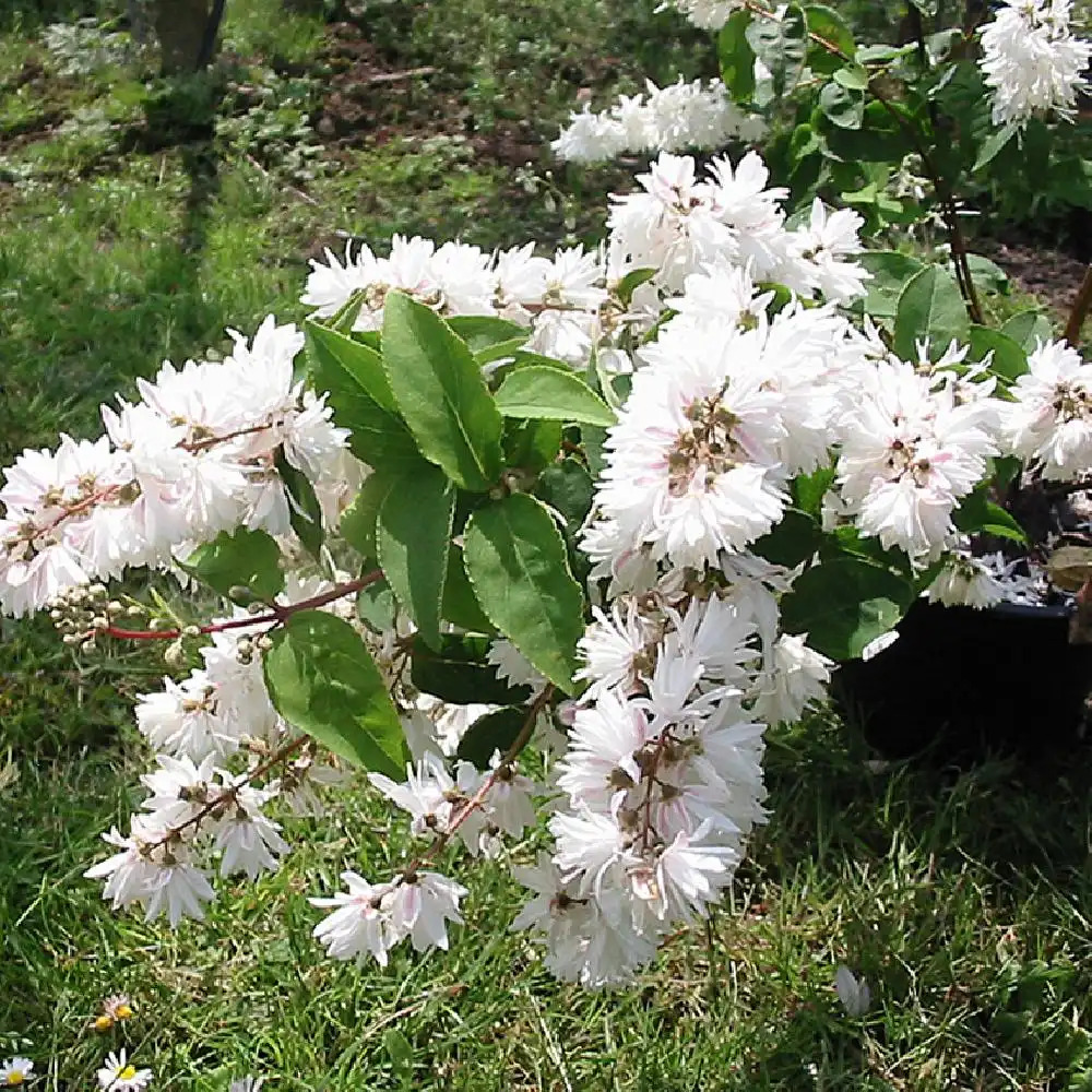 DEUTZIA x magnifica 'Nancy' (=magnifica)