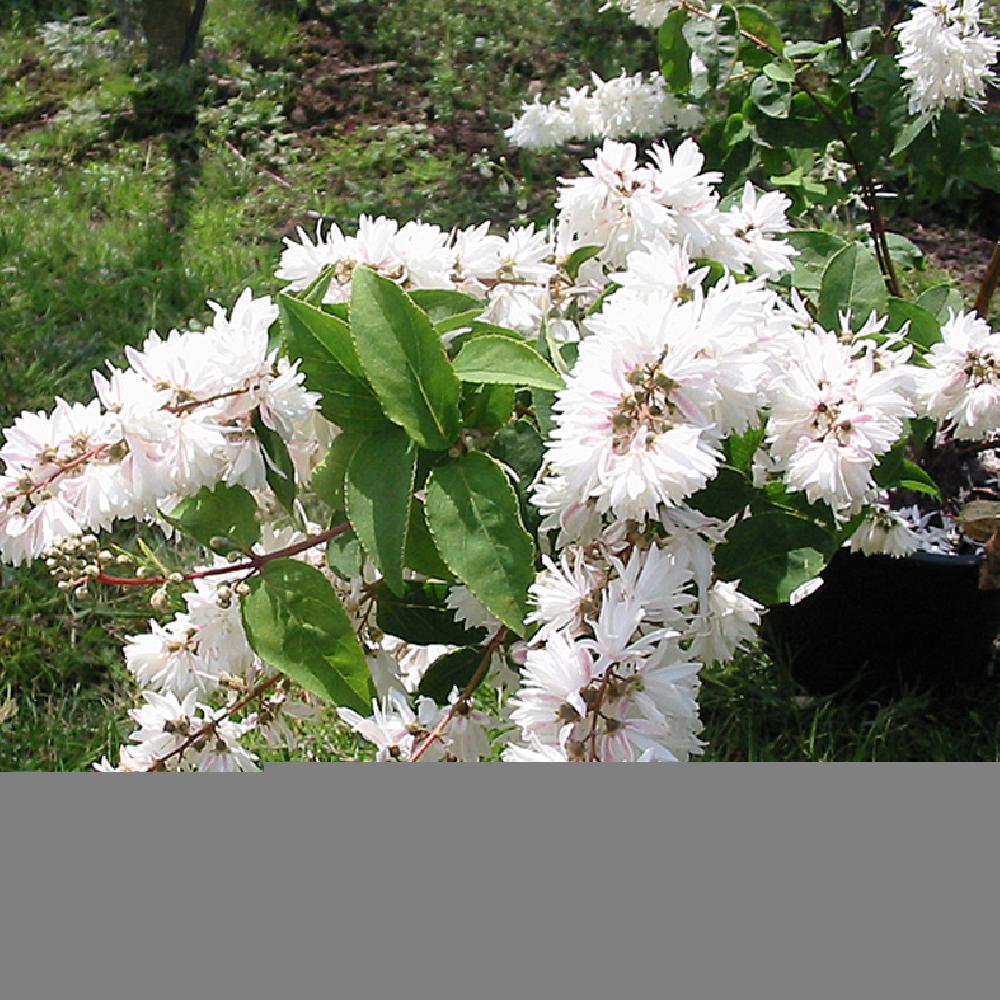 DEUTZIA x magnifica