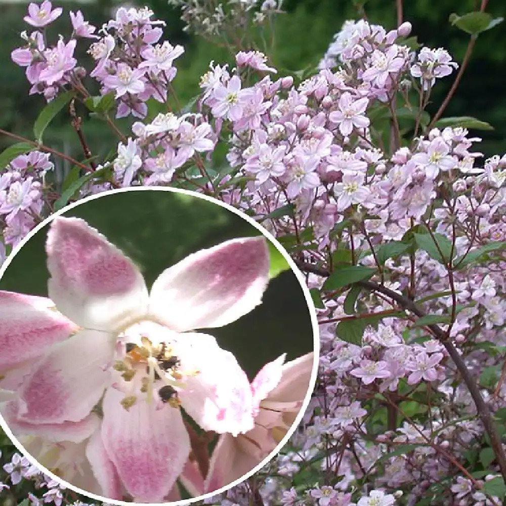 DEUTZIA x rosea 'Carminea'