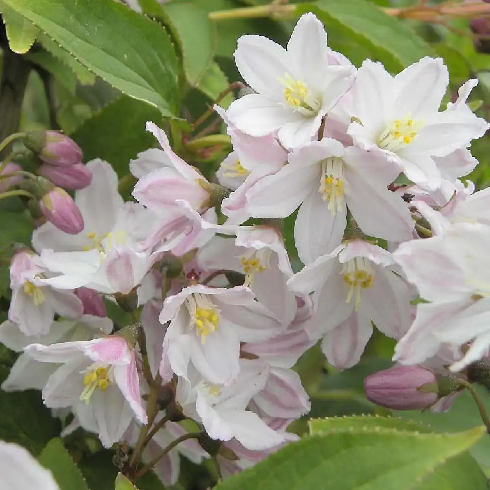 DEUTZIA x rosea 'Campanulata'