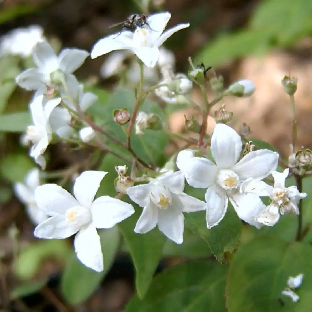 DEUTZIA setchuenensis