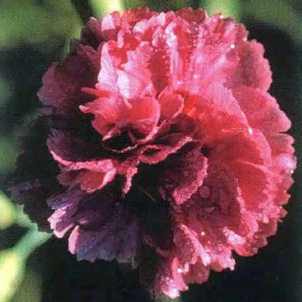 DIANTHUS 'Annabelle'