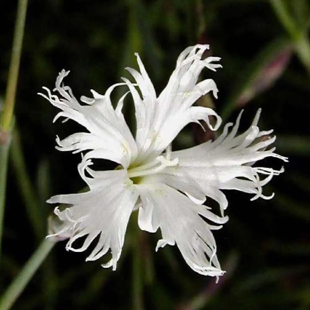 DIANTHUS arenarius