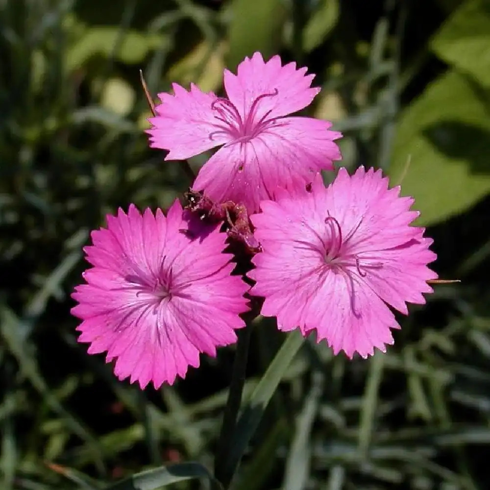 DIANTHUS carthusianorum