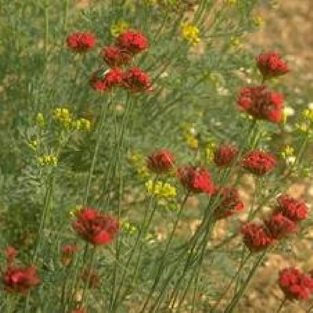 DIANTHUS cruentus