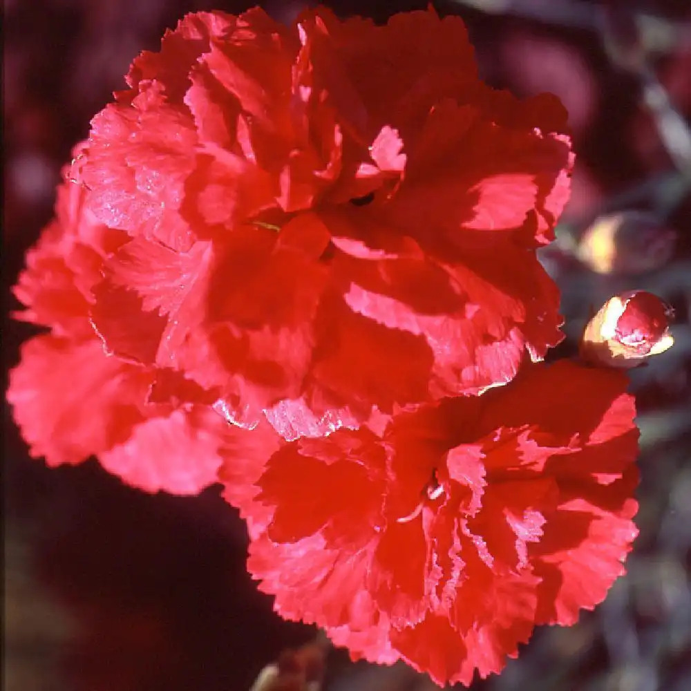 DIANTHUS 'David'