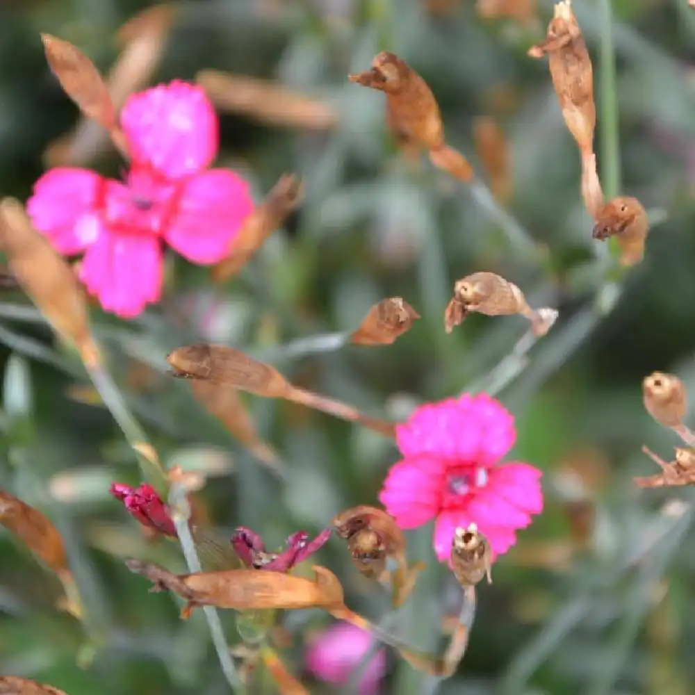 DIANTHUS deltoides 'Brilliant'