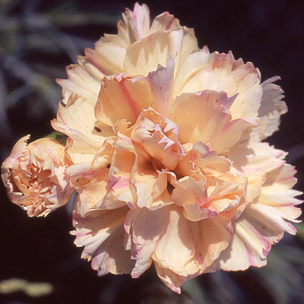 DIANTHUS 'Devon Cream'
