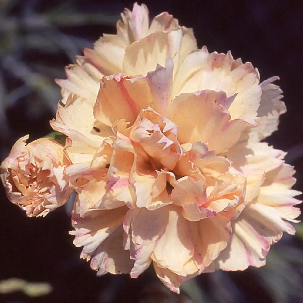 DIANTHUS 'Devon Cream'