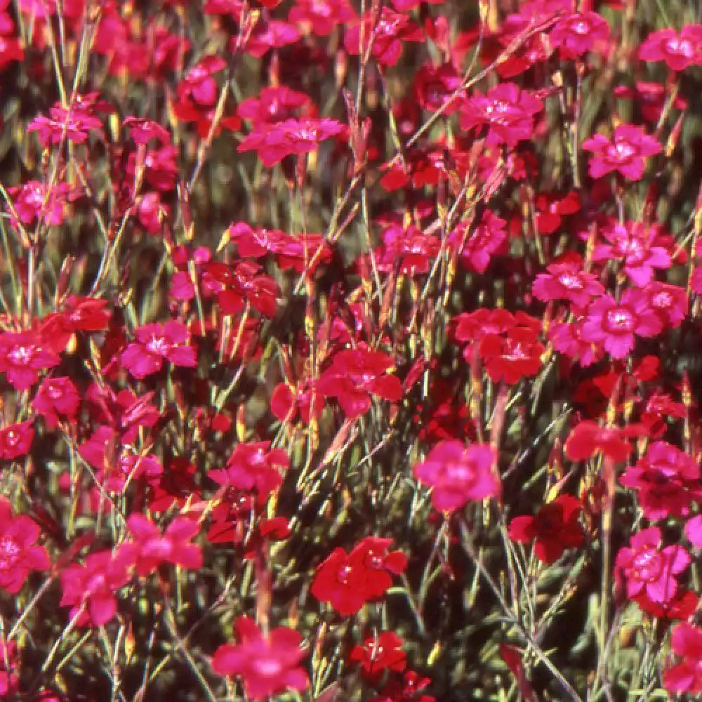 DIANTHUS deltoides 'Flashing Light' ('Leuchtfunk')