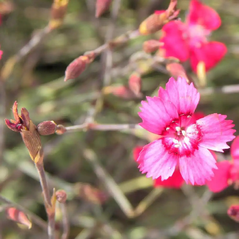 DIANTHUS deltoides 'Nelli'