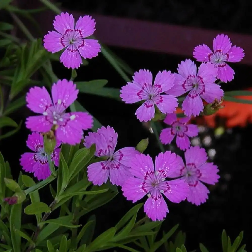 DIANTHUS deltoides 'Rosea'